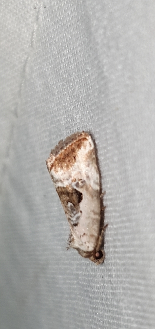 Elaphria venustula  - Melchior Viallet