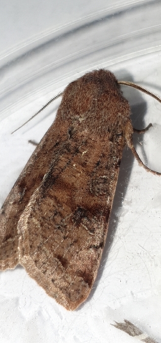 Orthosia incerta  - Melchior Viallet