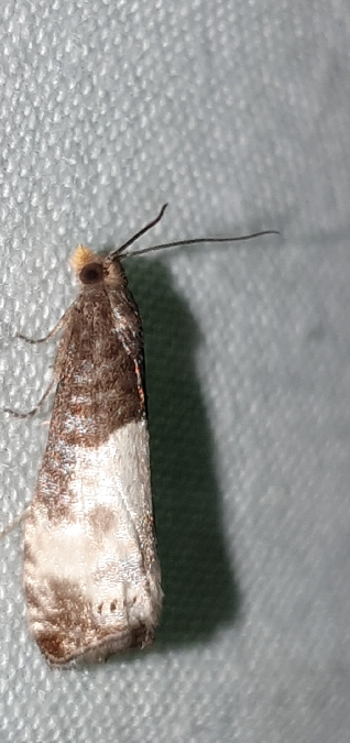 Notocelia cynosbatella  - Melchior Viallet