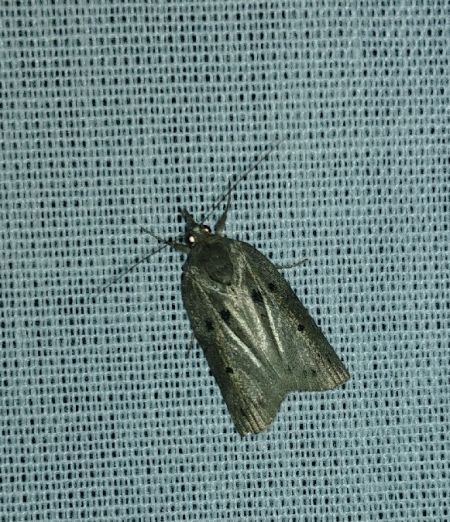Nycteola revayana 