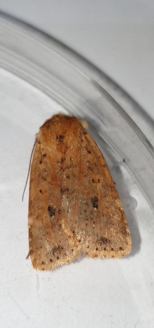 Orrhodie tigrée  - Melchior Viallet