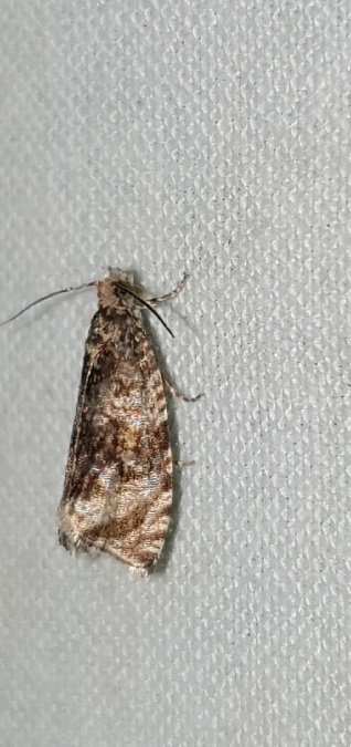 Celypha lacunana  - Melchior Viallet