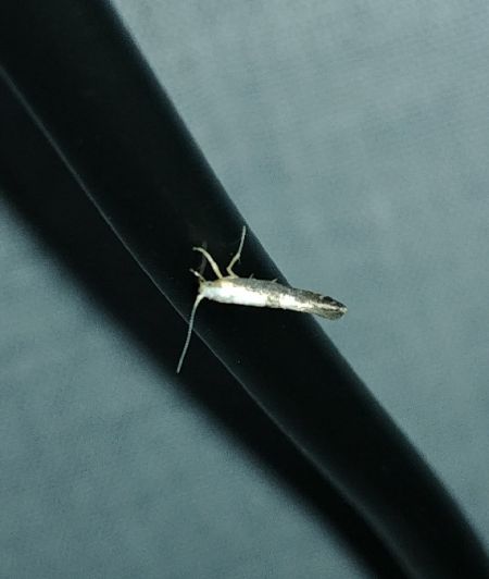 Argyresthia spinosella 