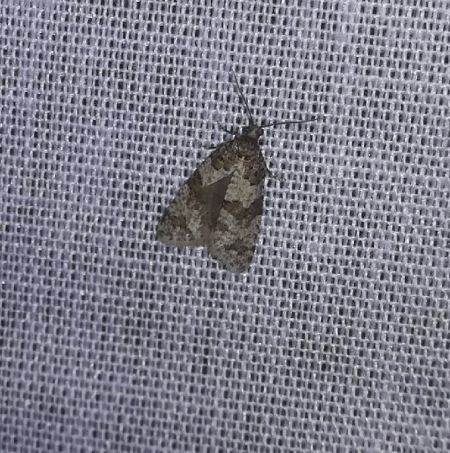 Isotrias rectifasciana  - Thomas Lux