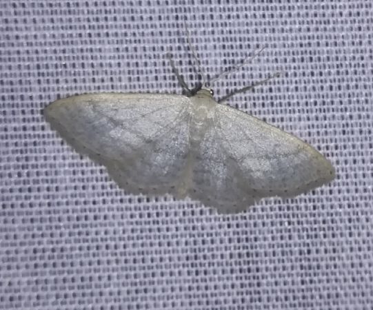 Idaea subsericeata  - Thomas Lux