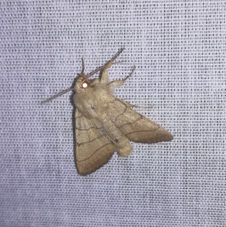 Charanyca trigrammica  - Thomas Lux