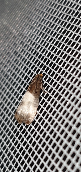 Notocelia cynosbatella  - Melchior Viallet
