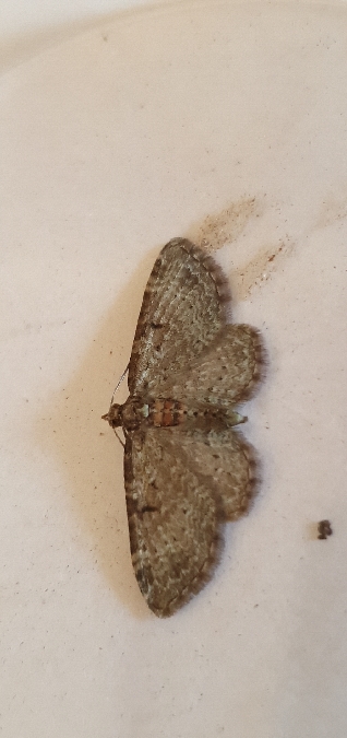 Pasiphila chloerata  - Melchior Viallet