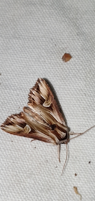 Actinotia polyodon  - Melchior Viallet