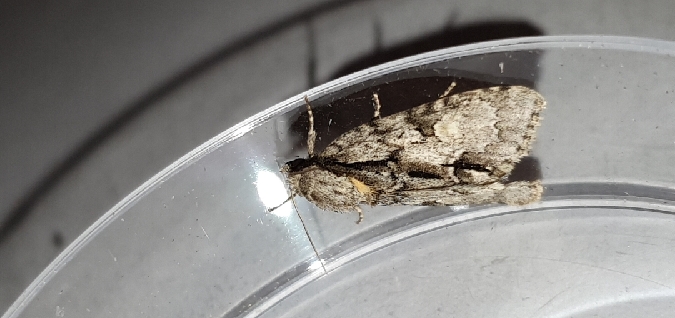 Acronicta strigosa  - Melchior Viallet