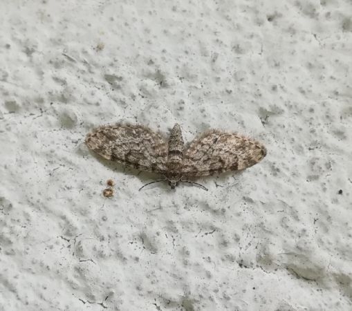 Eupithecia tantillaria  - Thomas Lux