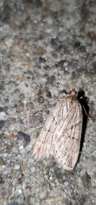Pachycnemia hippocastanaria  - Melchior Viallet