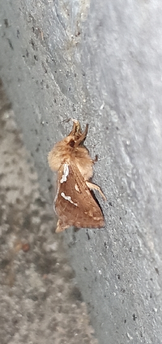 Louvette  - Melchior Viallet