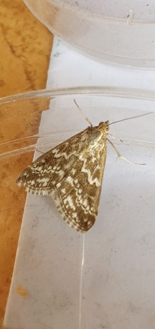 Evergestis frumentalis  - Melchior Viallet