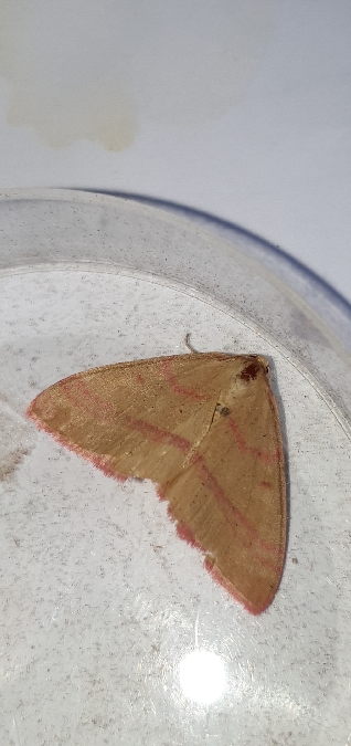 Rhodostrophia calabra  - Melchior Viallet