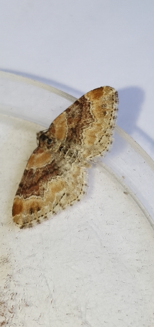 Xanthorhoe spadicearia  - Melchior Viallet