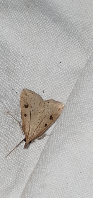 Udea numeralis  - Melchior Viallet