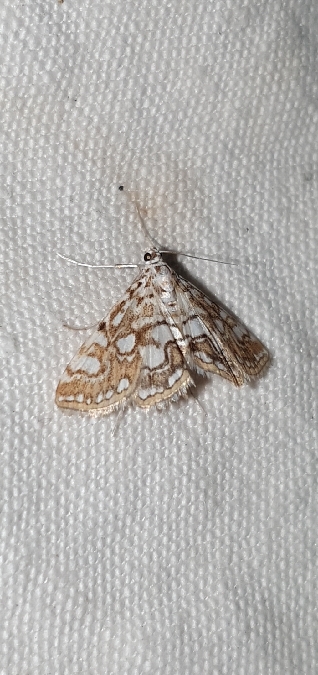 Hydrocampe du potamot  - Melchior Viallet