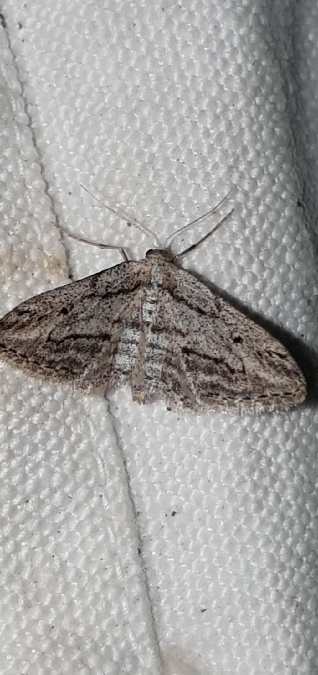 Idaea calunetaria  - Melchior Viallet