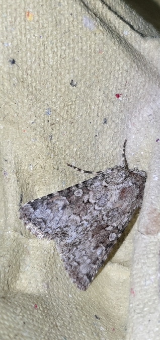 Hecatera bicolorata / weissi  - Melchior Viallet