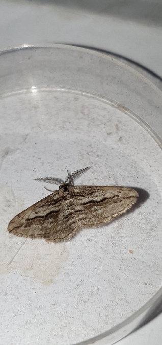 Ecleora solieraria  - Melchior Viallet