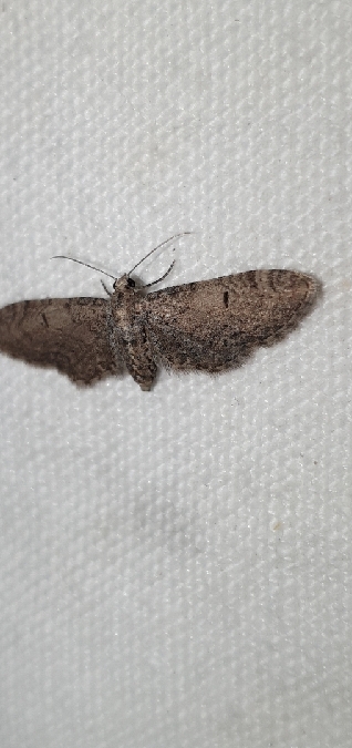Eupithecia ultimaria  - Melchior Viallet