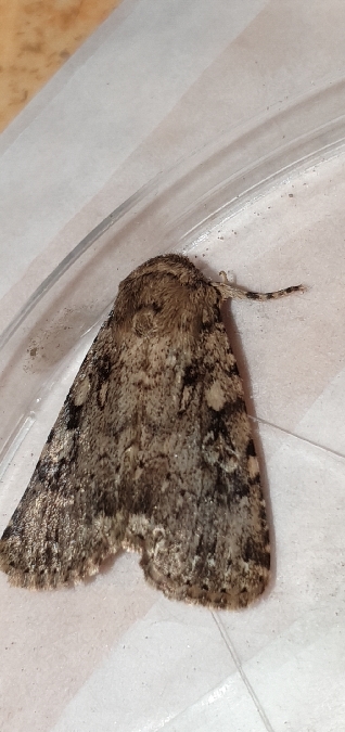 Noctuidé indéterminé  - Melchior Viallet