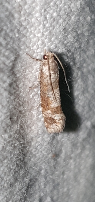 Rhyacionia pinivorana  - Melchior Viallet