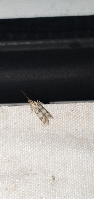 Homoeosoma sinuella  - Melchior Viallet