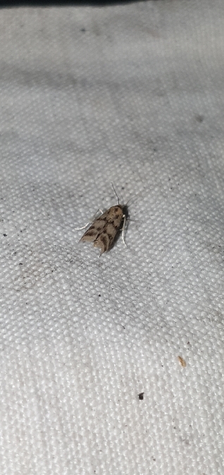 Homoeosoma sinuella  - Melchior Viallet