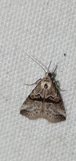 Zebeeba falsalis  - Melchior Viallet