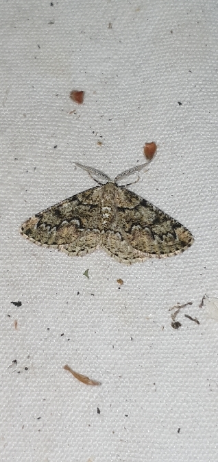 Cleorodes lichenaria  - Melchior Viallet