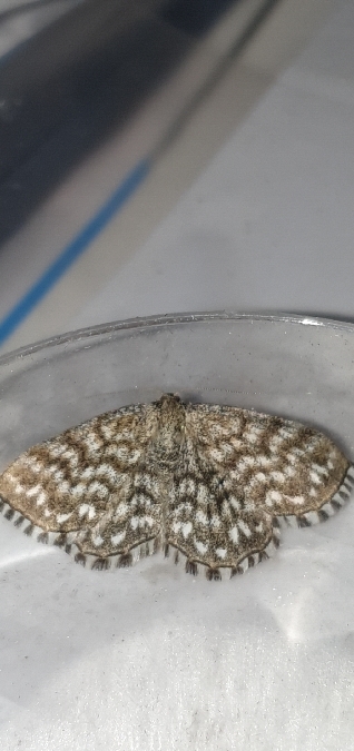 Scopula tessellaria  - Melchior Viallet