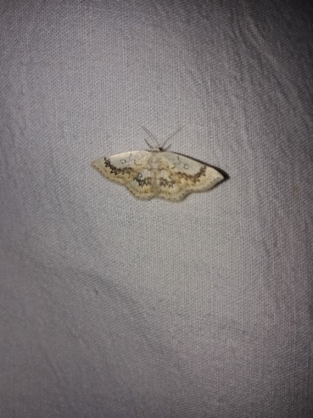 Cyclophora annularia  - Sylvain Lethuillier
