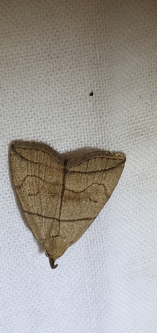 Herminia grisealis  - Melchior Viallet