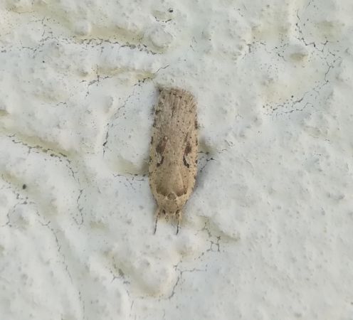 Agonopterix ocellana  - Thomas Lux