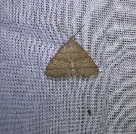 Herminia tarsicrinalis  - Thomas Lux