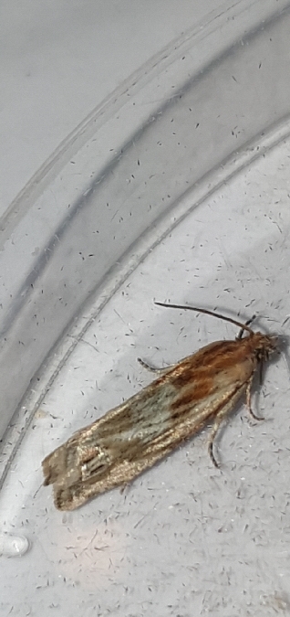 Eucosma cana  - Melchior Viallet