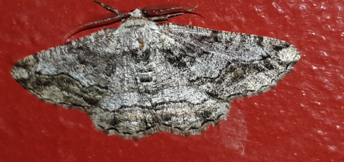 Synopsia sociaria  - Melchior Viallet
