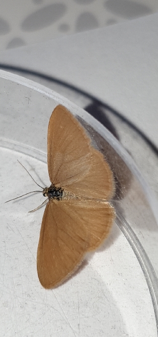 Minoa murinata  - Melchior Viallet