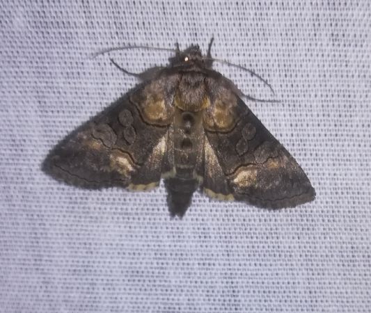 Abrostola asclepiadis  - Thomas Lux