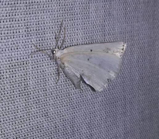 Lomographa temerata  - Thomas Lux