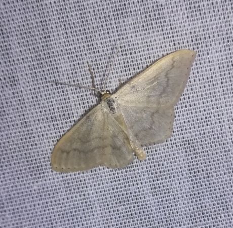 Scopula floslactata  - Thomas Lux