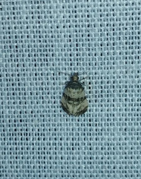 Cochylis atricapitana 