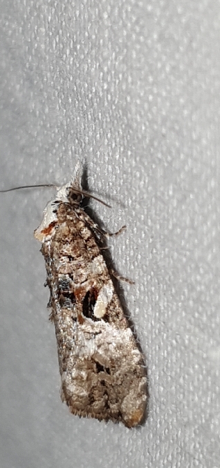 Phtheochroa rugosana  - Melchior Viallet