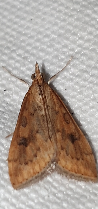 Udea ferrugalis  - Melchior Viallet