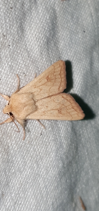 Mythimna vitellina  - Melchior Viallet