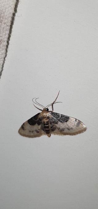 Idaea filicata  - Melchior Viallet