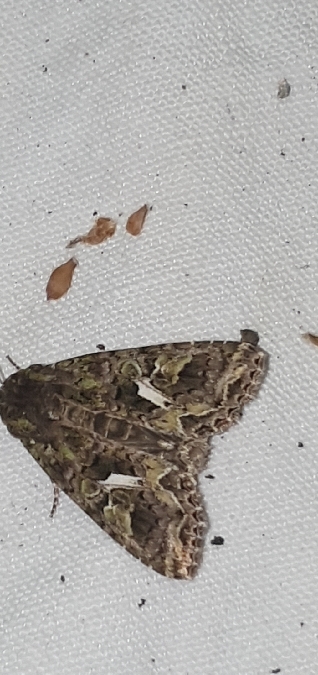 Trachea atriplicis  - Melchior Viallet