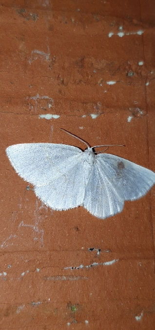 Cabère pustulée  - Melchior Viallet